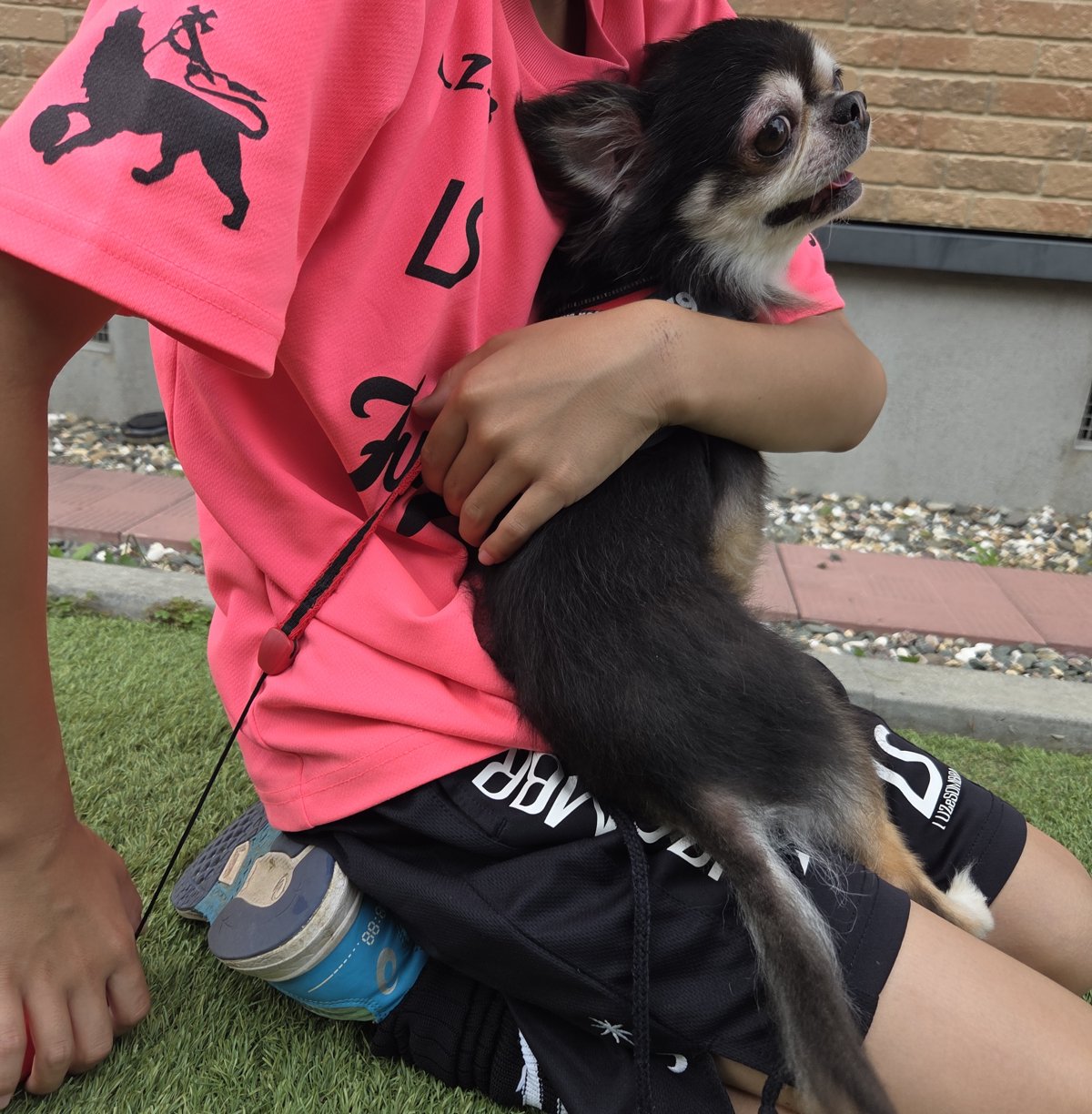 息子に抱っこされる愛犬ラッキー（ロングコートチワワ）